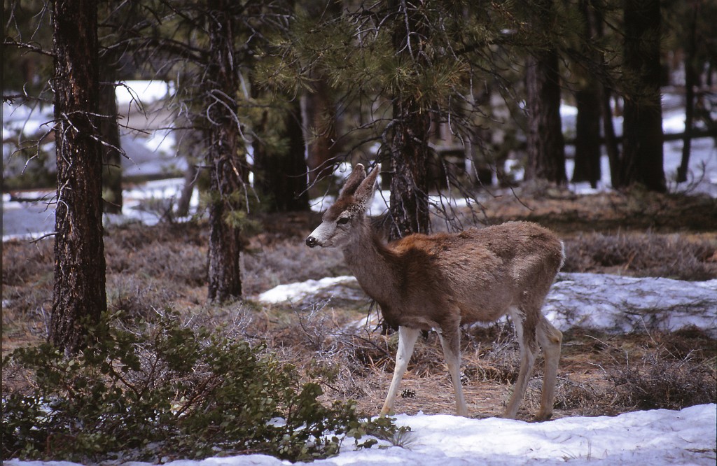IMG_0037.jpg - Bryce-Canyon  http://en.wikipedia.org/wiki/Bryce_Canyon_National_Park 