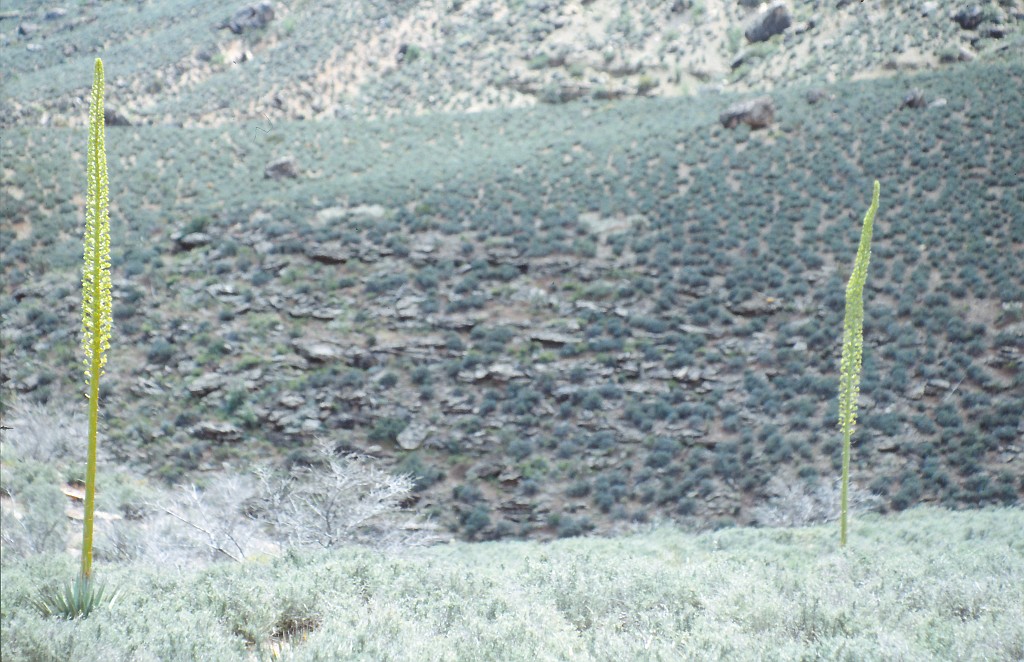 IMG_0088.jpg - Grand Canyon  http://en.wikipedia.org/wiki/Grand_Canyon 