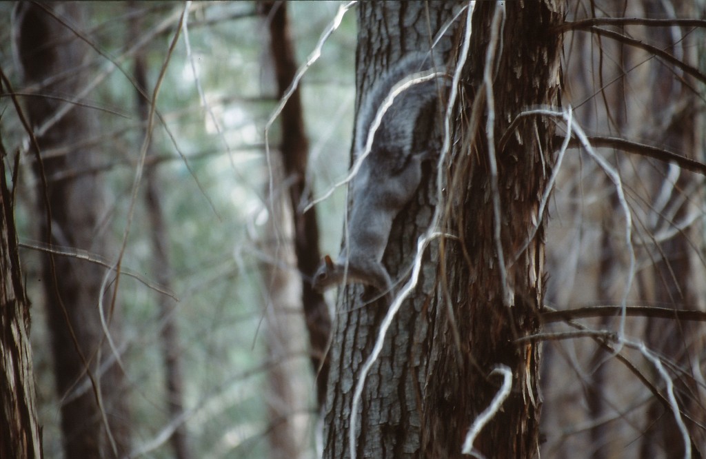 IMG_0160.jpg - Sequoia National Park  http://en.wikipedia.org/wiki/Sequoia_National_Park 