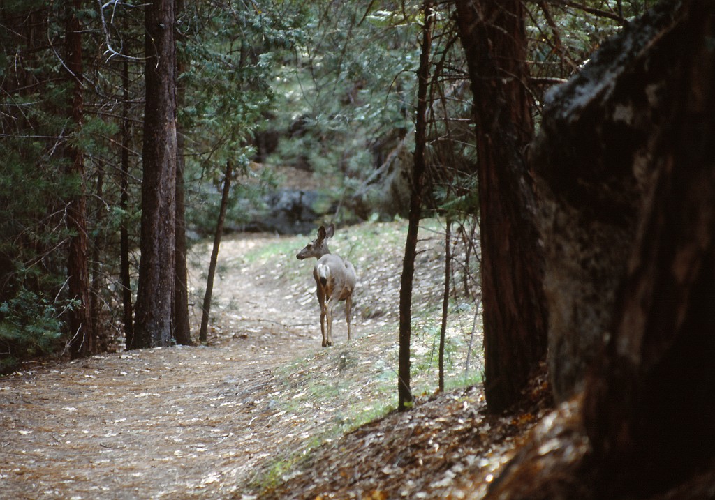 IMG_0161.jpg - Sequoia National Park  http://en.wikipedia.org/wiki/Sequoia_National_Park 