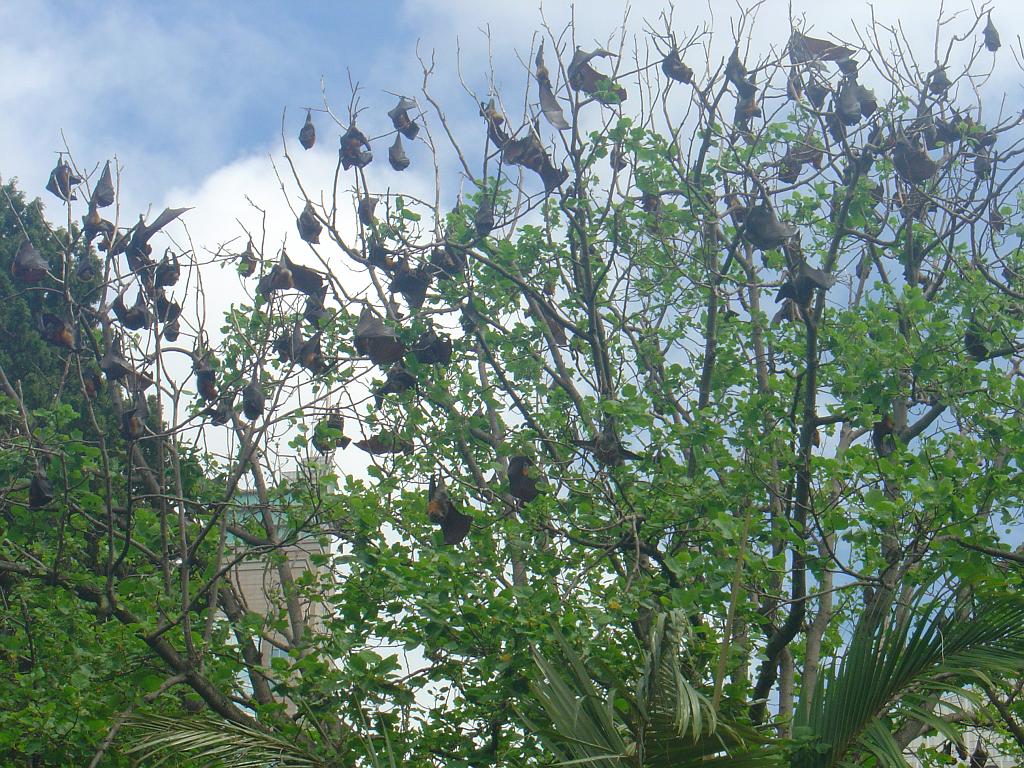 DSC02307.JPG - Flying Foxes resting in the Royal Botanical Garden