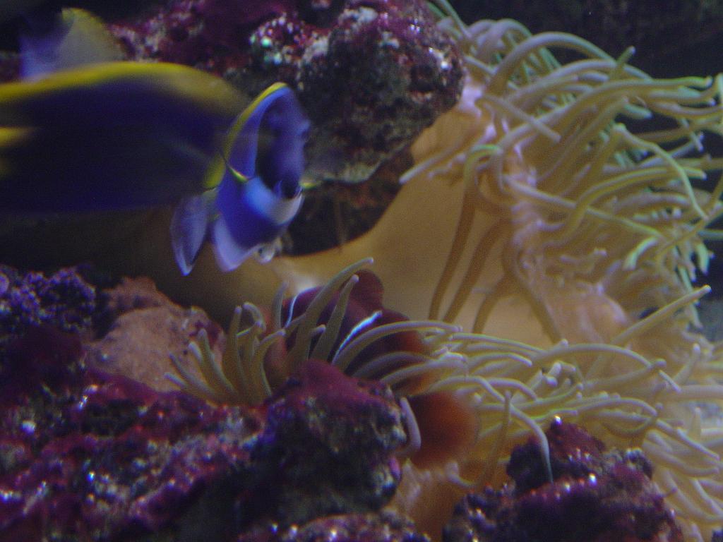 DSC02352.JPG - Sydney Aquarium