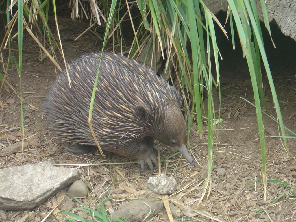 DSC02481.JPG - Sydney Taronga Zoological Park - Echidna
