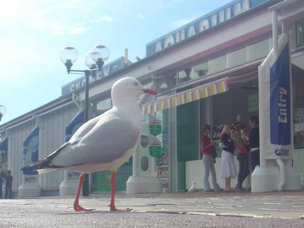 DSC02519.JPG - Seagull in town