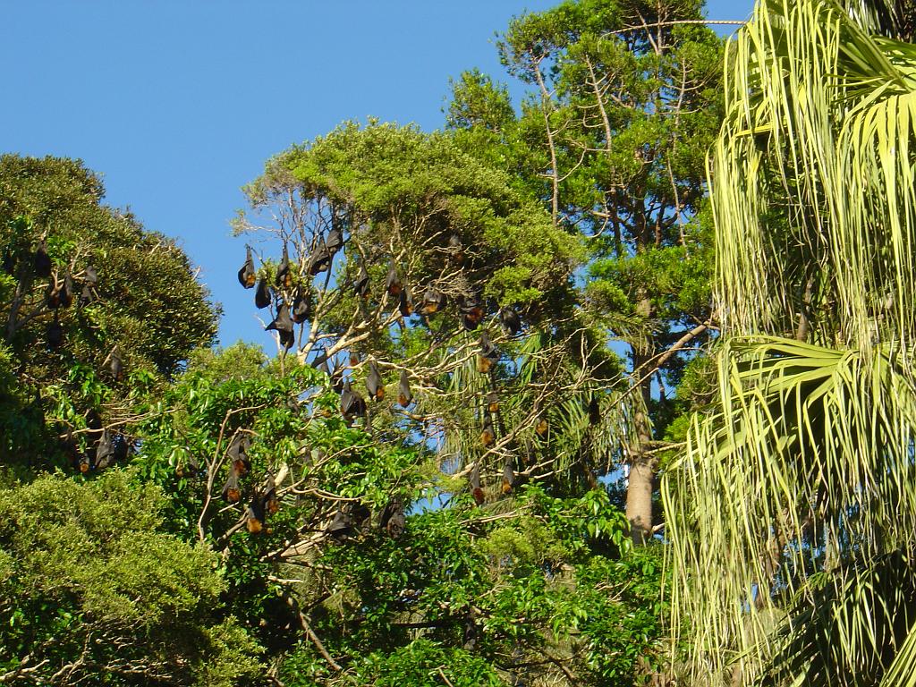 DSC02779.JPG - Flying foxes in the Royal Botanic Gardens