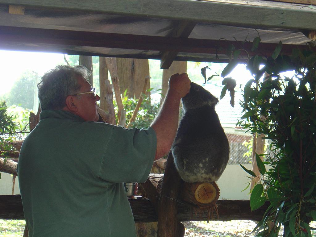 DSC02808.JPG - World's first Koala Hospital in Port Macquarie; http://www.koalahospital.org.au/