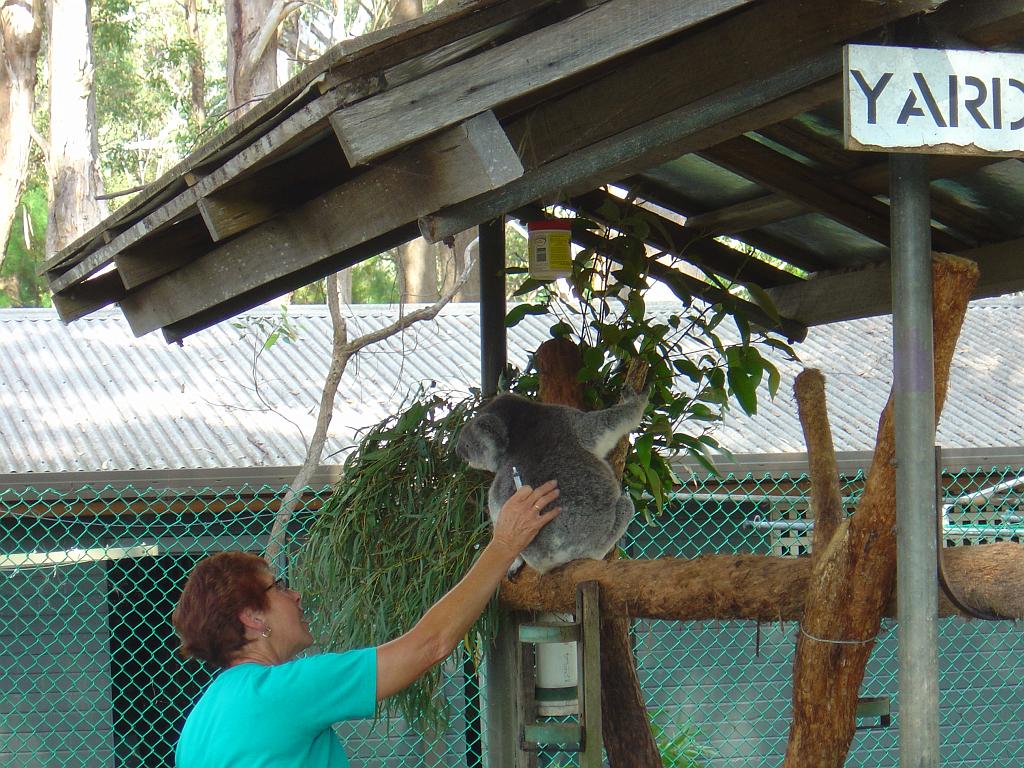 DSC02809.JPG - World's first Koala Hospital in Port Macquarie; http://www.koalahospital.org.au/