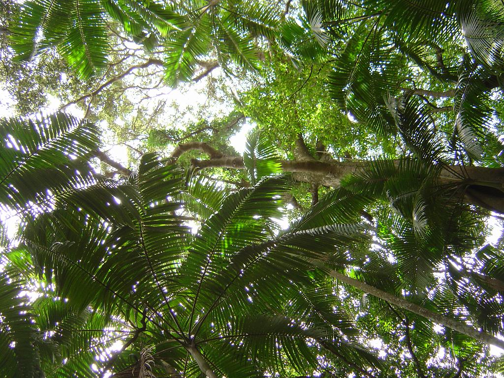 DSC02831.JPG - Sea Acres Nature Reserve and Rainforest Centre; http://www.portmacquarieinfo.com.au/accom_result1/sea-acres-nature-reserve-and-rainforest-centre/