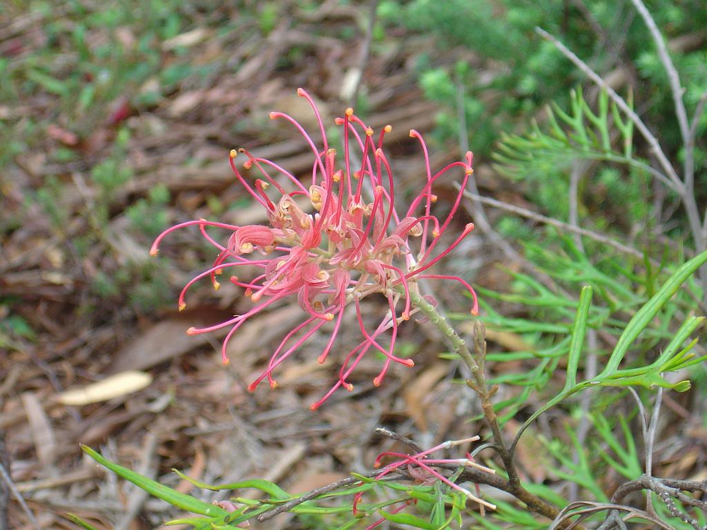 DSC02840.JPG - Sea Acres Nature Reserve and Rainforest Centre; http://www.portmacquarieinfo.com.au/accom_result1/sea-acres-nature-reserve-and-rainforest-centre/