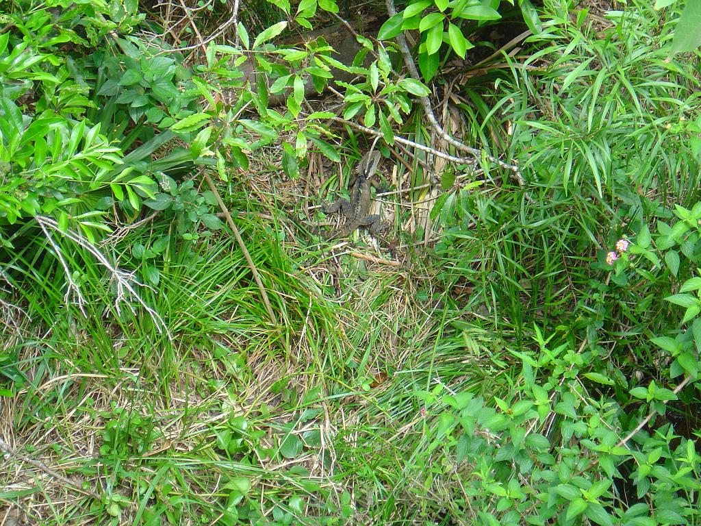 DSC02844.JPG - Sea Acres Nature Reserve and Rainforest Centre; http://www.portmacquarieinfo.com.au/accom_result1/sea-acres-nature-reserve-and-rainforest-centre/