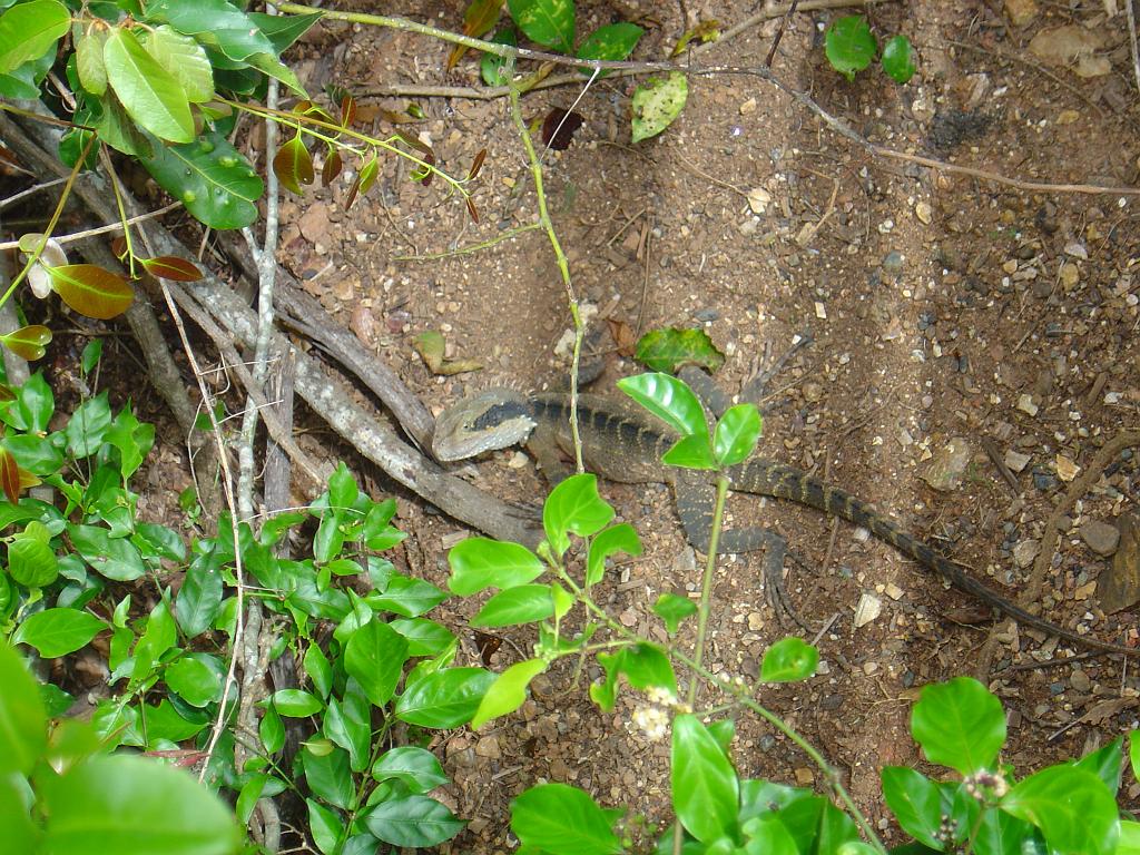 DSC02846.JPG - Sea Acres Nature Reserve and Rainforest Centre; http://www.portmacquarieinfo.com.au/accom_result1/sea-acres-nature-reserve-and-rainforest-centre/
