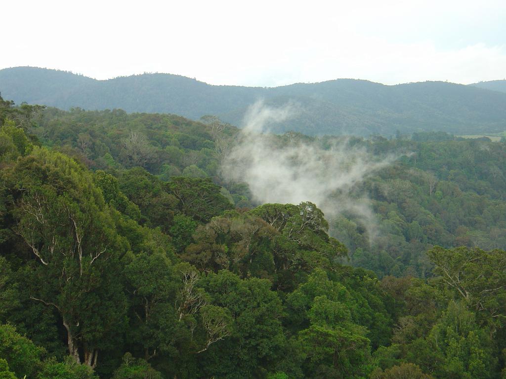 DSC02858.JPG - Dorrigo National Park; http://en.wikipedia.org/wiki/Dorrigo_National_Park