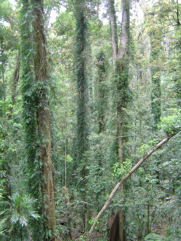 DSC02861.JPG - Dorrigo National Park; http://en.wikipedia.org/wiki/Dorrigo_National_Park