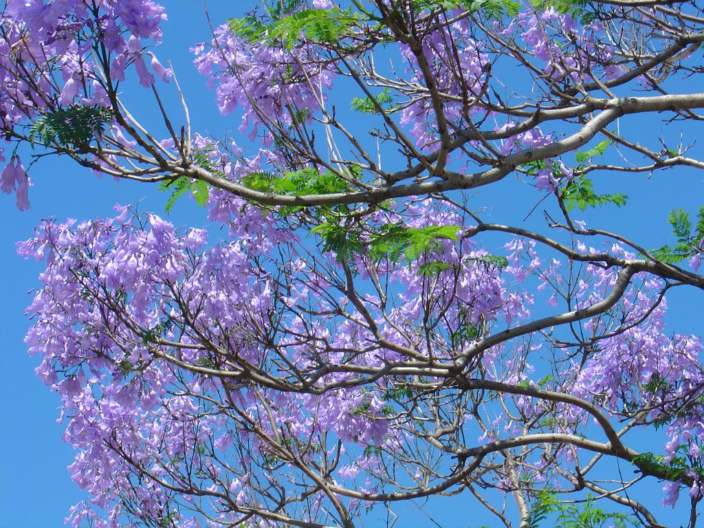 DSC02867.JPG - Tree blossom