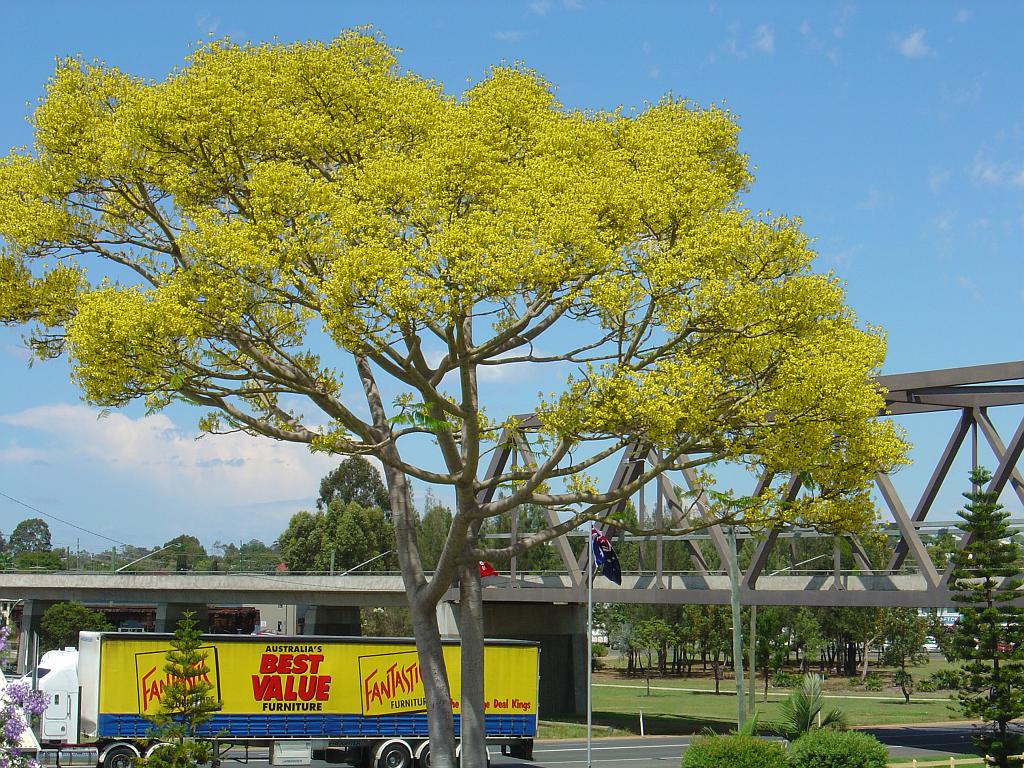 DSC02876.JPG - Tree Blossom