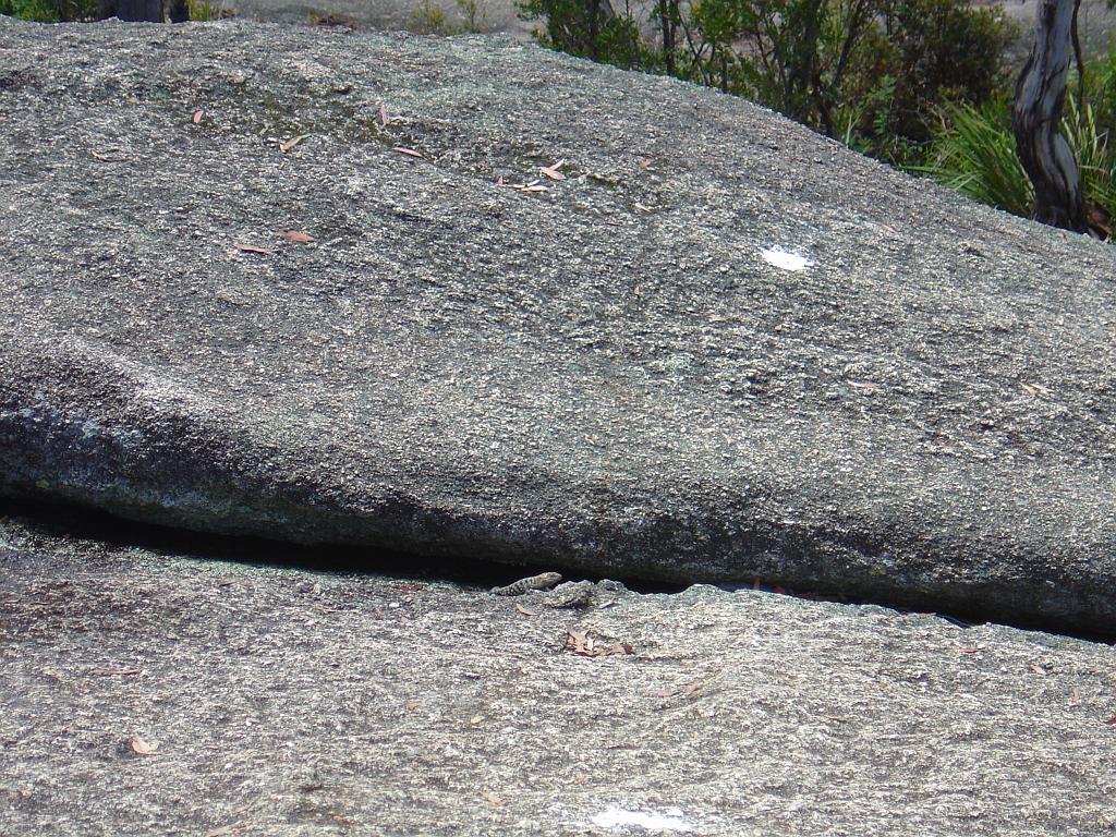 DSC02931.JPG - Lizard on top of Bald Rock