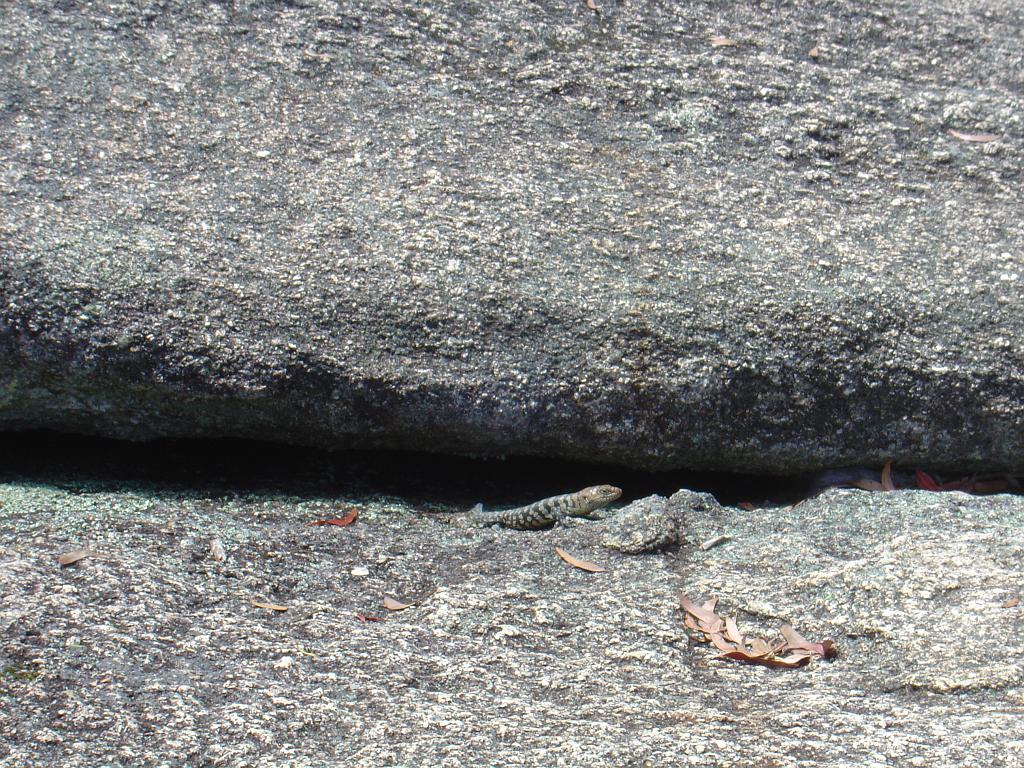 DSC02932.JPG - Lizard on top of Bald Rock