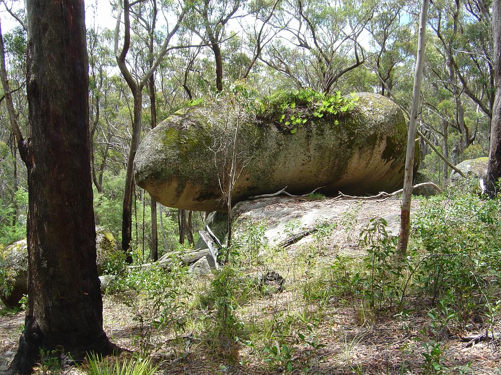 DSC02947.JPG - Bald Rock National Park