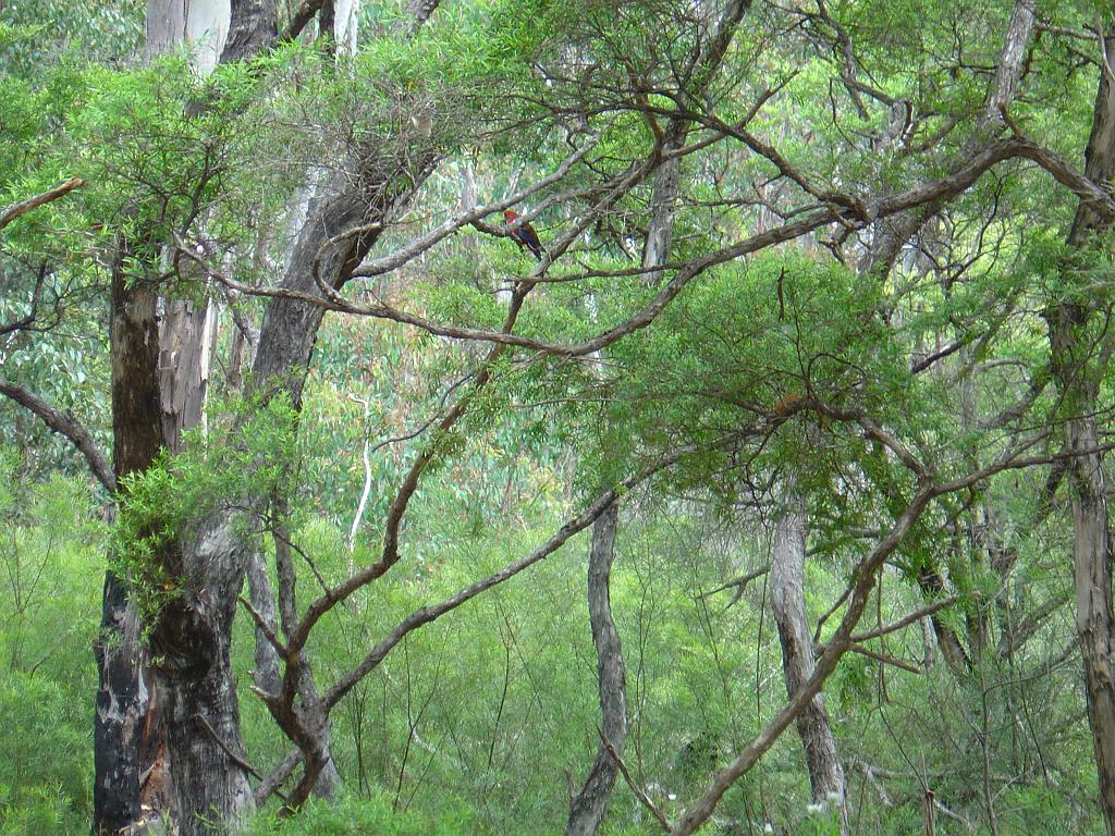 DSC02961.JPG - Parrot in Bald Rock National Park