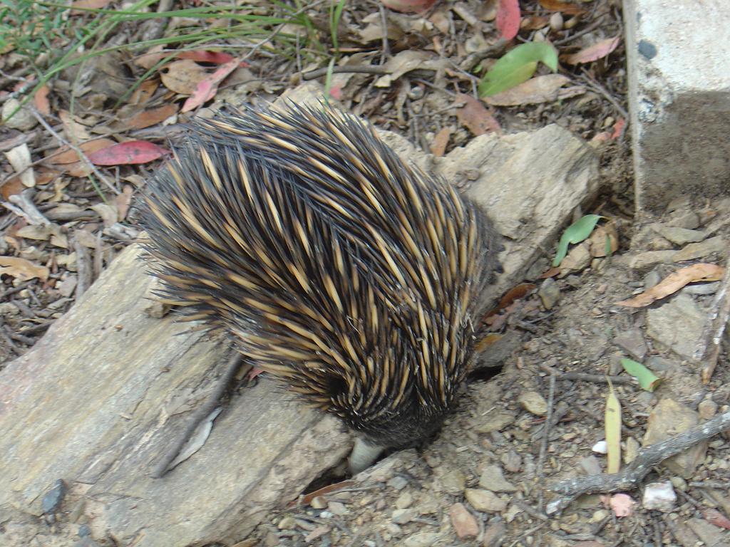 DSC03090.JPG - Oxley Wild Rivers National Park - Tia Falls - Echidna