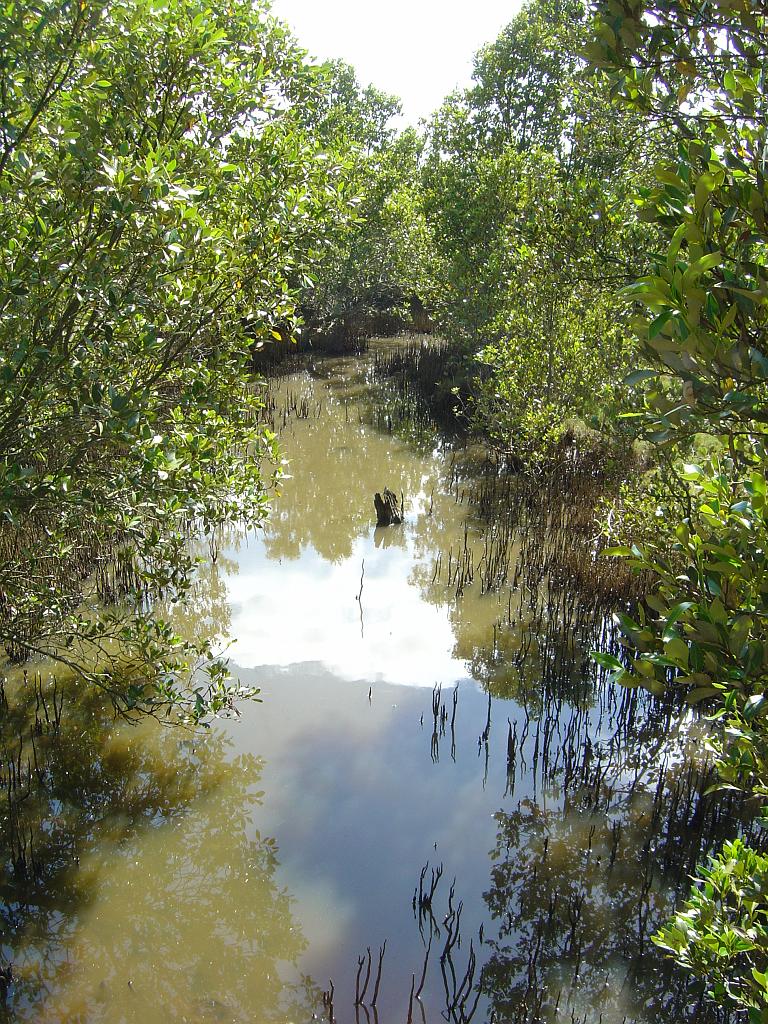 DSC03115.JPG - Mangrove walk - Kooragang