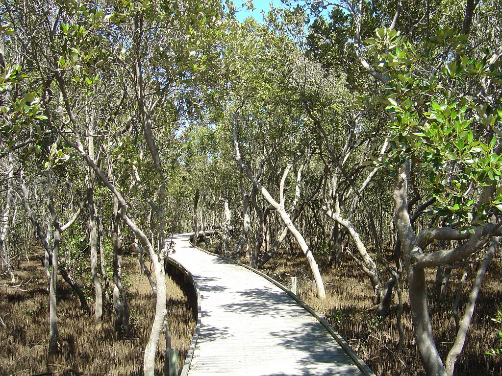 DSC03117.JPG - Mangrove walk - Kooragang