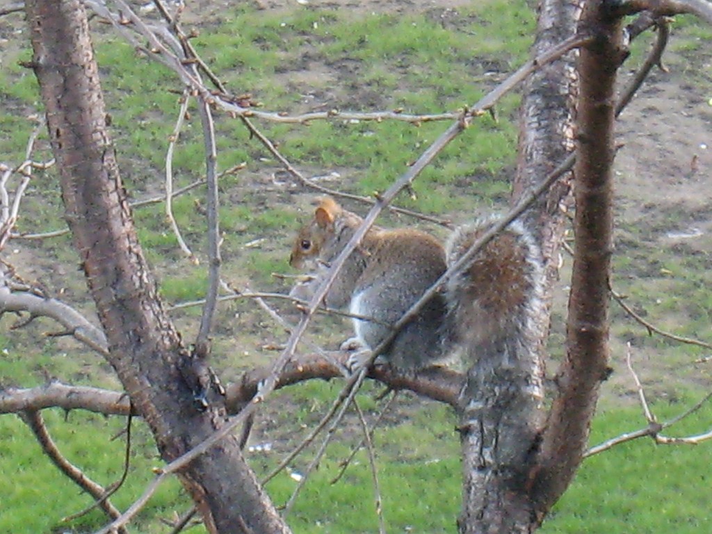 IMG_5197.JPG - Squirrel