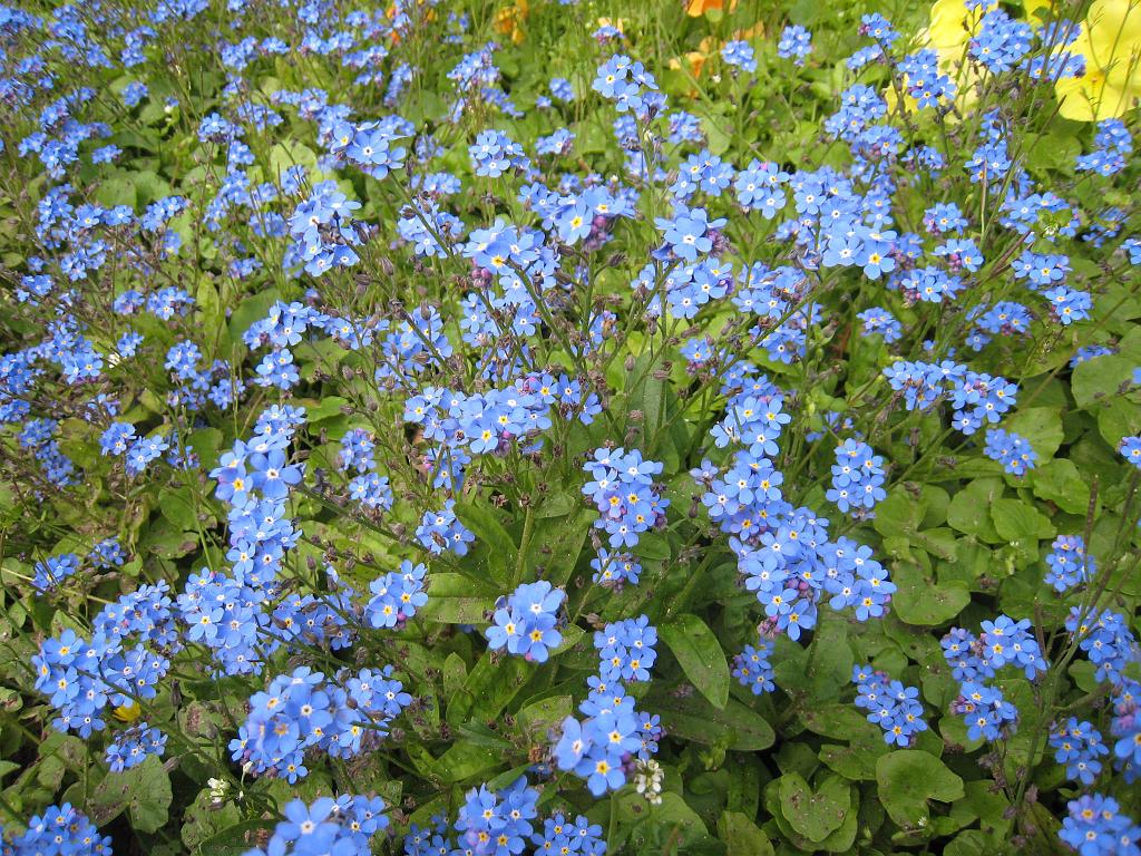 IMG_6104.JPG - Flowers in the parc de la mairie