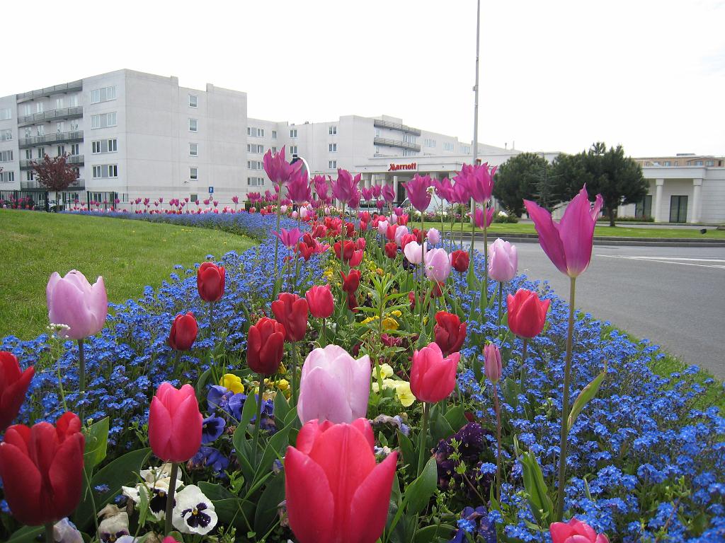 IMG_6106.JPG - Flowers