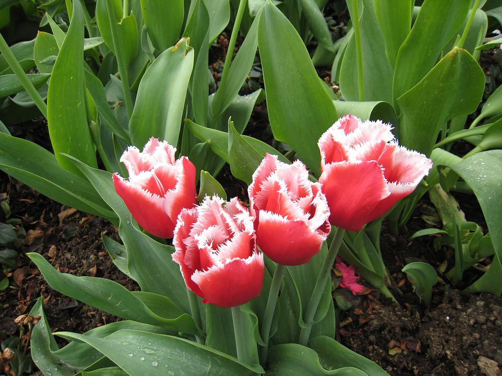 IMG_6107.JPG - Flowers