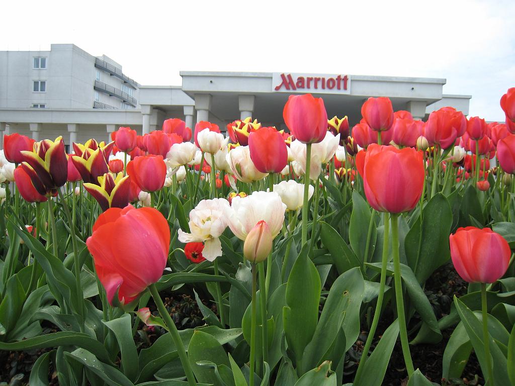 IMG_6108.JPG - Flowers