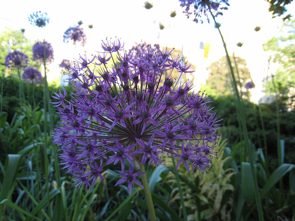 IMG_7223.JPG - Flowers in the Park