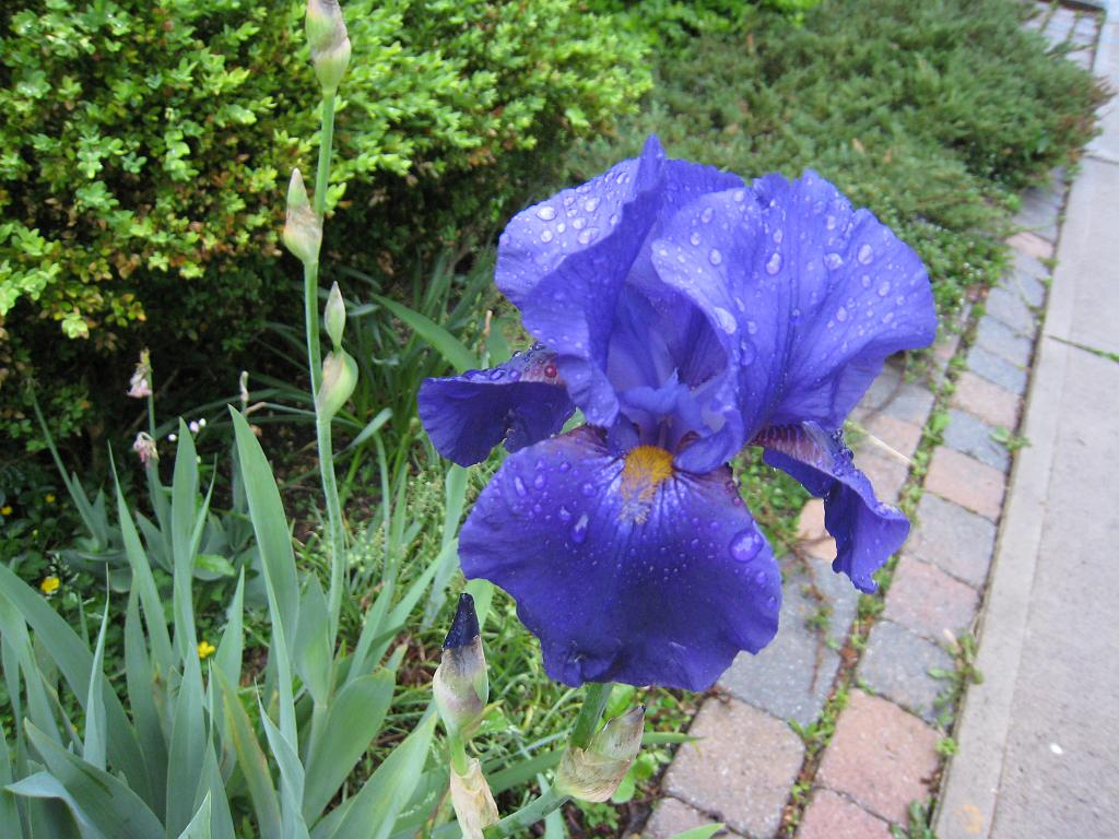 IMG_7243.JPG - Toronto Flowers