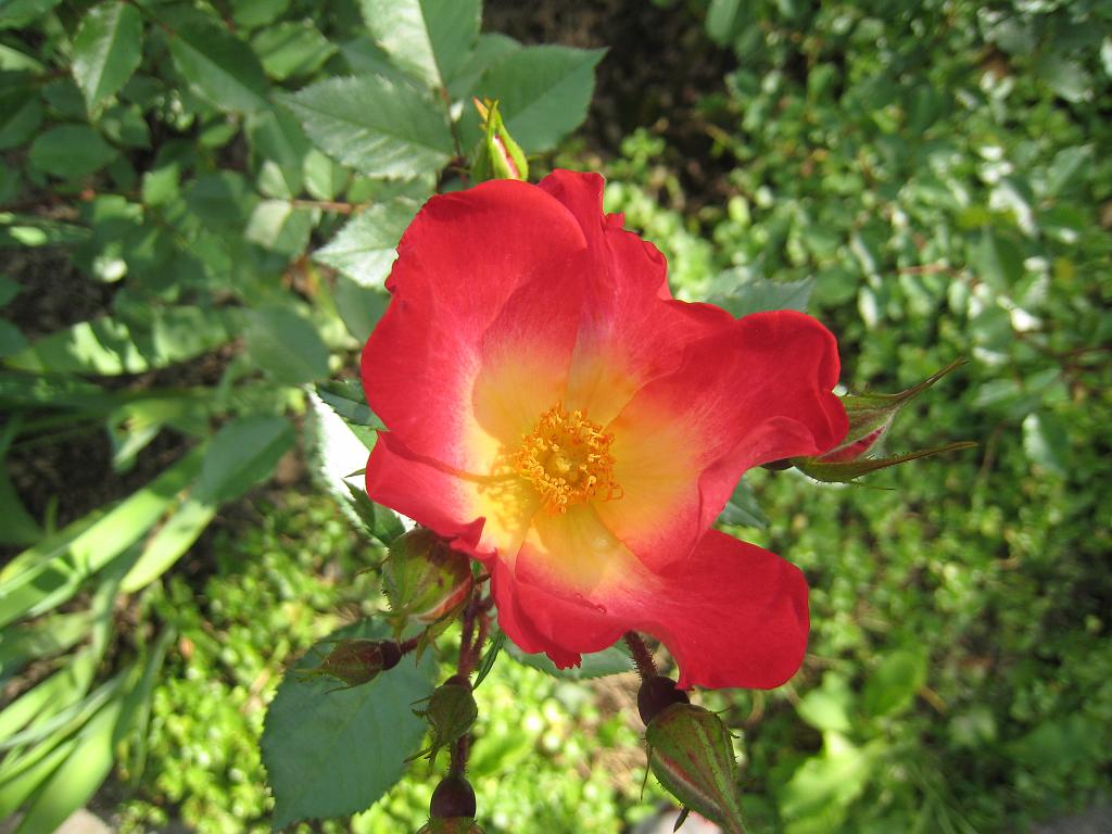 IMG_7872.JPG - Flower