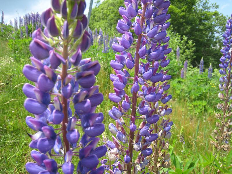 IMG_8060.JPG - Dreiländereck