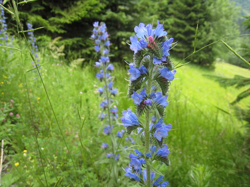 IMG_8090.JPG - Dreiländereck