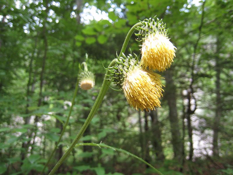 IMG_8096.JPG - Tscheppa Schlucht Ferlach Blüten