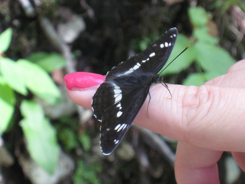 IMG_8140.JPG - Tscheppa Schlucht Ferlach. Sarina mit Schmetterling
