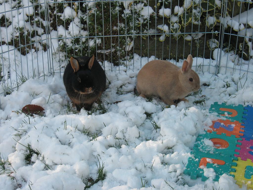 IMG_9930.JPG - Daisy and Peach bunny princesses