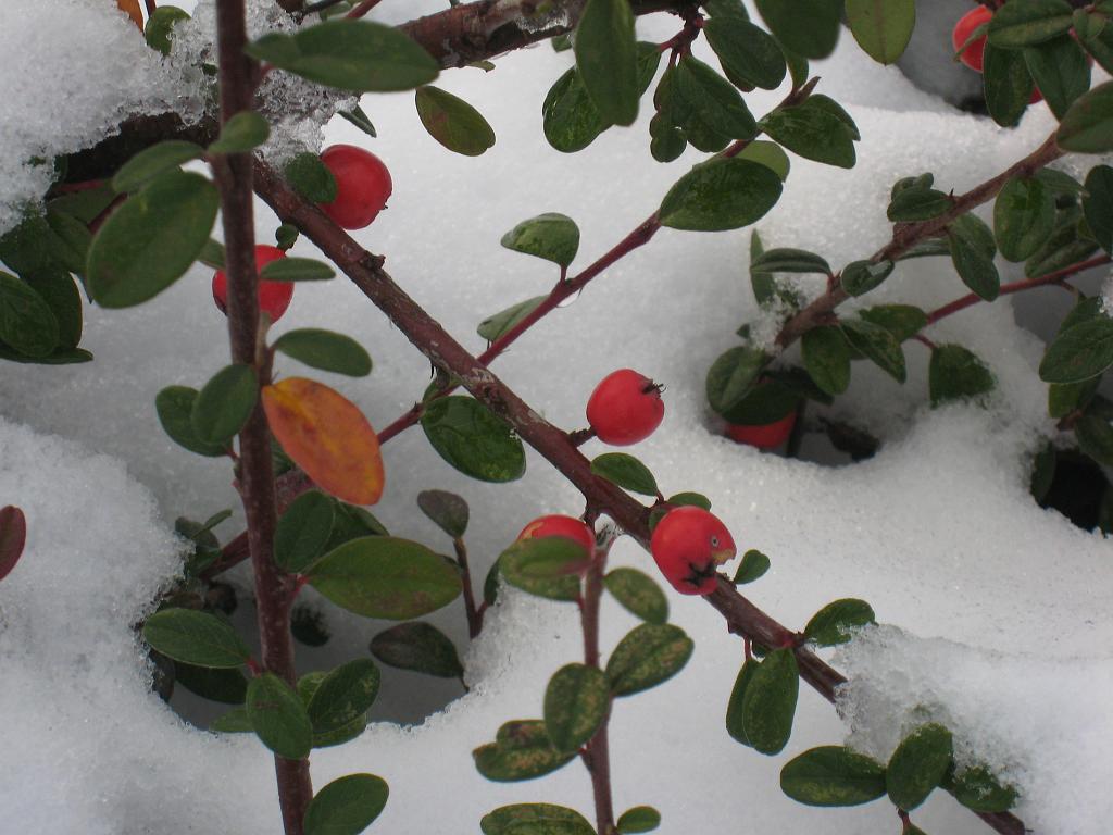 IMG_9980.JPG - First snow