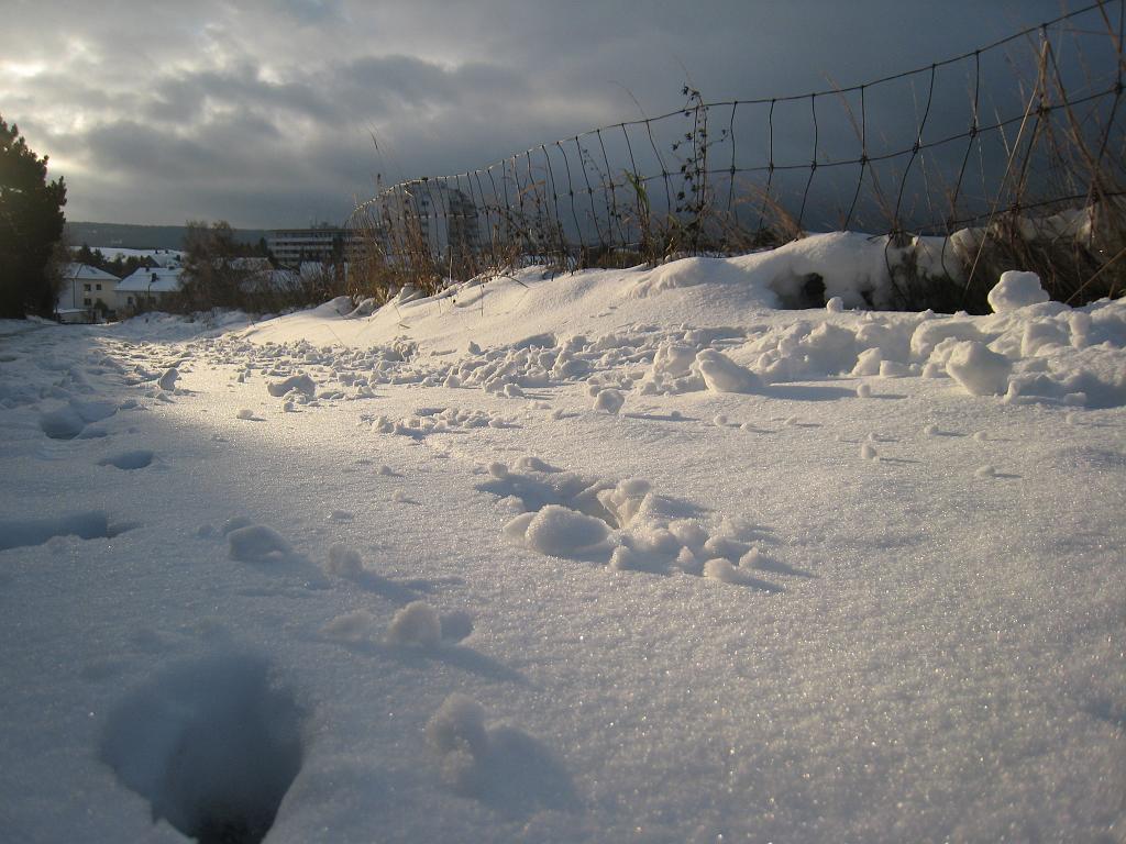 IMG_9981.JPG - First snow