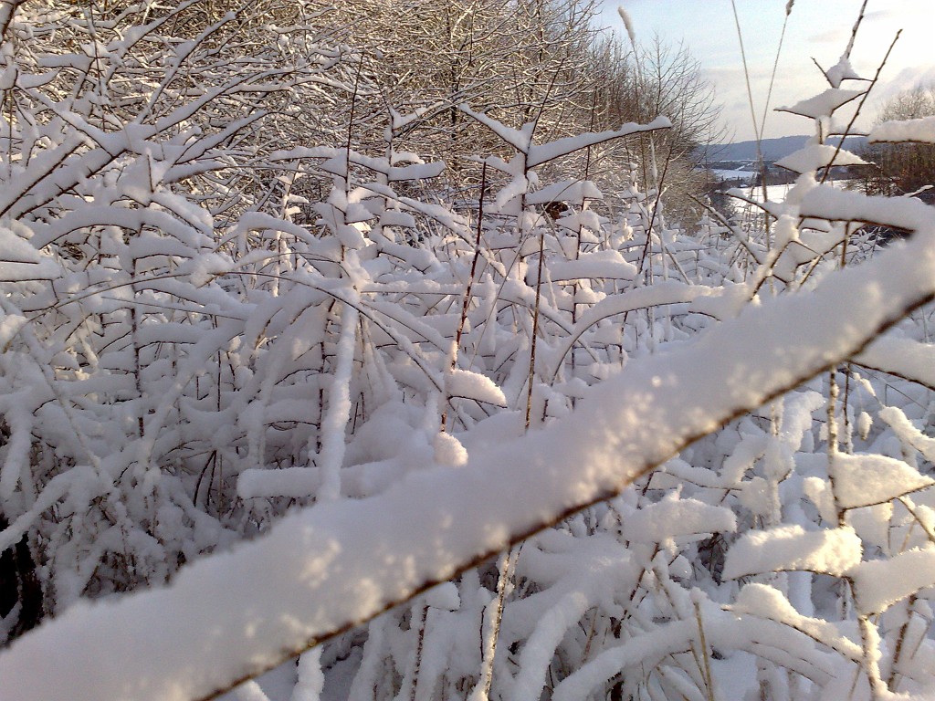 11022009090.jpg - Fresh snow
