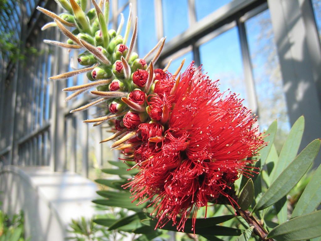 IMG_0375.JPG - Blumen - in the Frankfurter Palmengarten  http://en.wikipedia.org/wiki/Palmengarten ,  http://de.wikipedia.org/wiki/Palmengarten_Frankfurt 