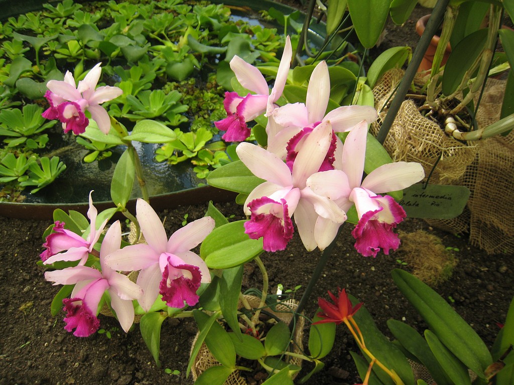 IMG_0390.JPG - Orchids  - in the Frankfurter Palmengarten  http://en.wikipedia.org/wiki/Palmengarten ,  http://de.wikipedia.org/wiki/Palmengarten_Frankfurt 