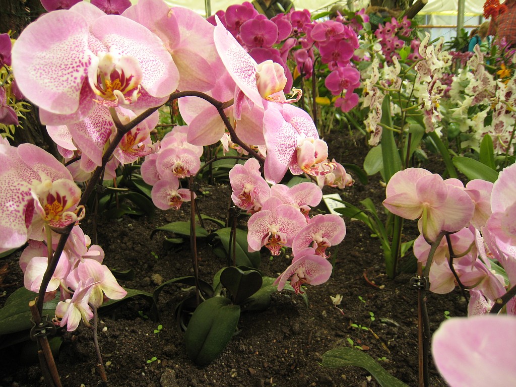 IMG_0394.JPG - Orchids  - in the Frankfurter Palmengarten  http://en.wikipedia.org/wiki/Palmengarten ,  http://de.wikipedia.org/wiki/Palmengarten_Frankfurt 