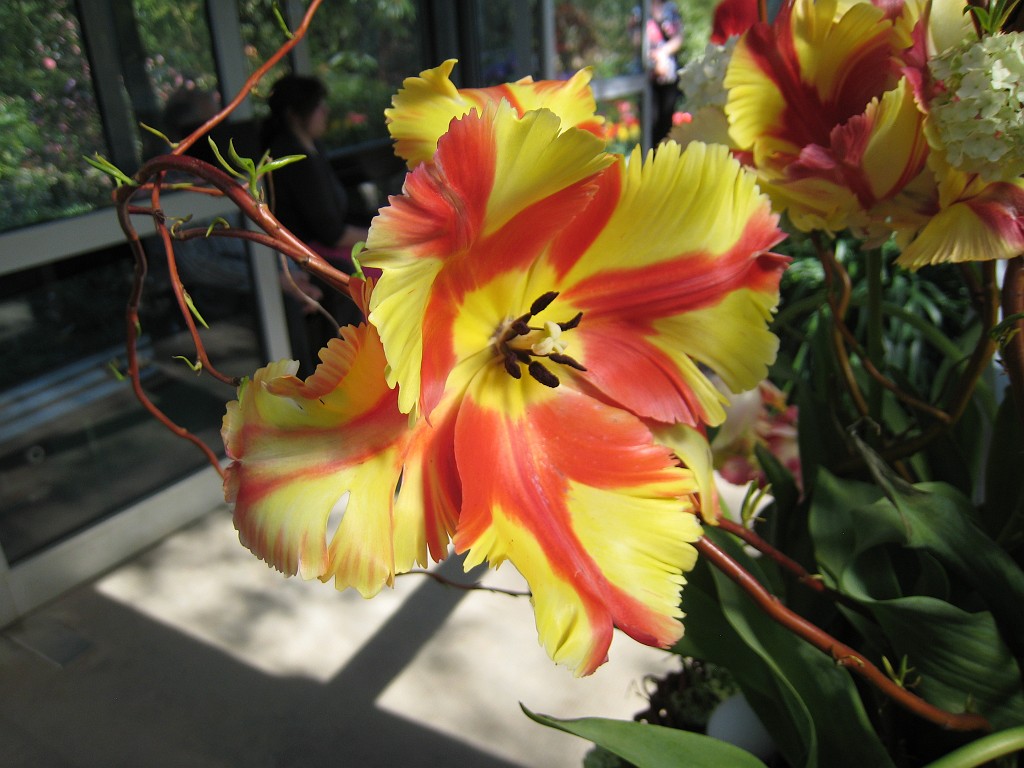 IMG_0408.JPG - Blumen  - in the Frankfurter Palmengarten  http://en.wikipedia.org/wiki/Palmengarten ,  http://de.wikipedia.org/wiki/Palmengarten_Frankfurt 