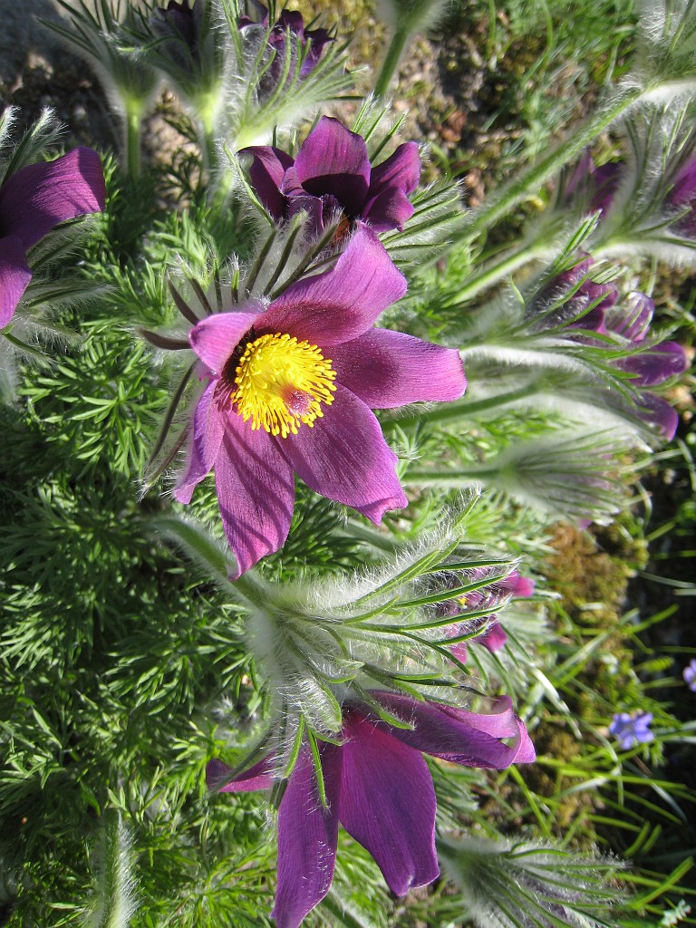 IMG_0417.JPG - Blumen  - in the Frankfurter Palmengarten  http://en.wikipedia.org/wiki/Palmengarten ,  http://de.wikipedia.org/wiki/Palmengarten_Frankfurt 