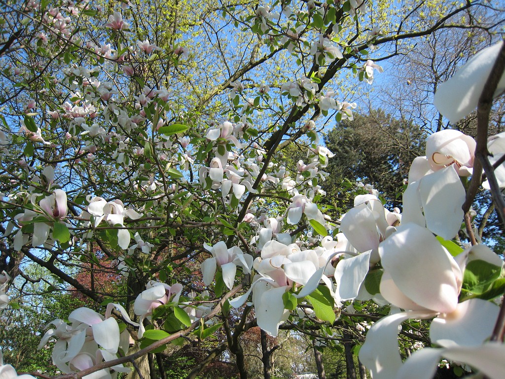IMG_0439.JPG - Blüten  - in the Frankfurter Palmengarten  http://en.wikipedia.org/wiki/Palmengarten ,  http://de.wikipedia.org/wiki/Palmengarten_Frankfurt 
