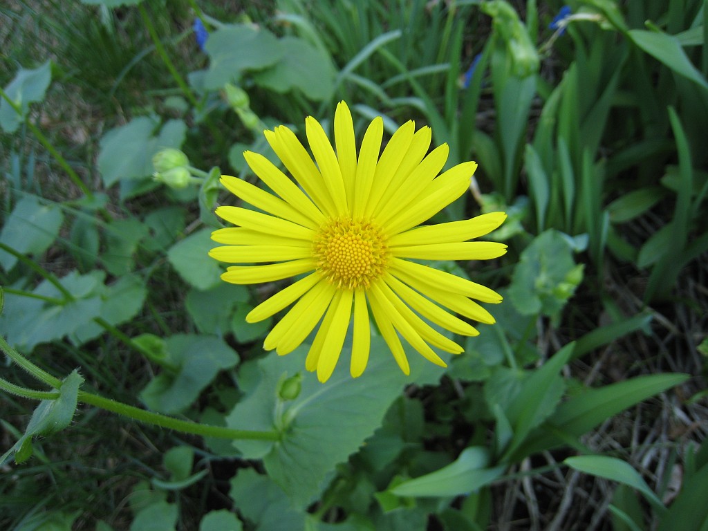 IMG_0448.JPG - Garten