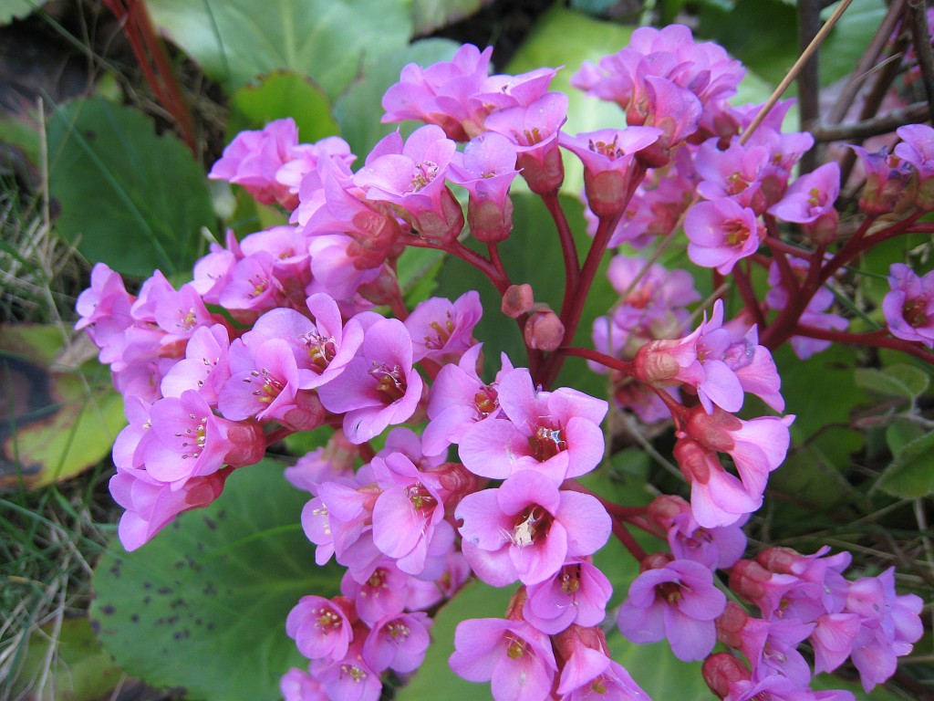 IMG_0453.JPG - Blüten